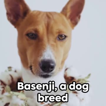 5 Hilarious Dog Facts You Didn't Know!