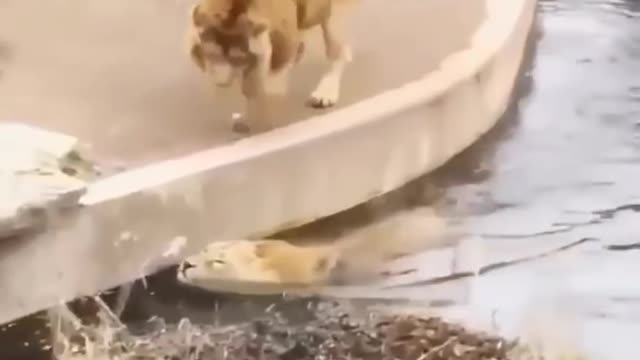 Poor Lion!