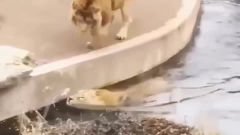 Poor Lion!