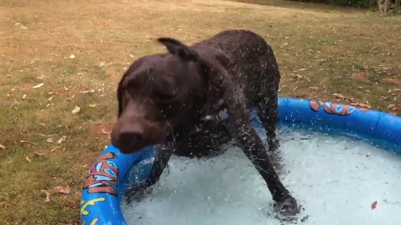 DOGS IN A HEATWAVE HAVING FUN