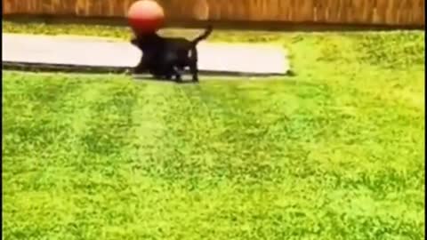 Funny dog videos