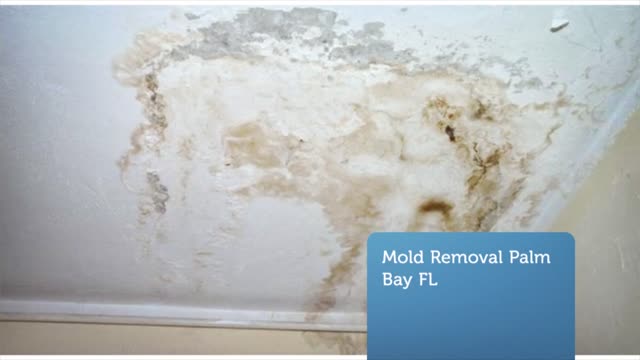 Professional Mold Removal and Remediation in Palm Bay FL