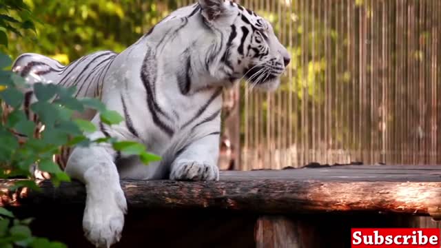 White Tiger , Nature wild life. Wild life Animal