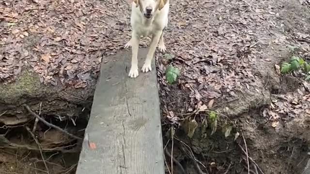 Dog helps his sibling cross the river