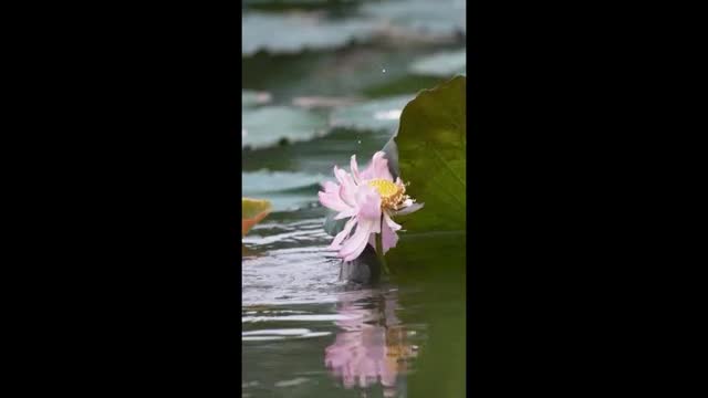 The moment when the fish eats the lotus.