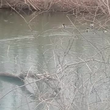 My turtles are gone replaced by ducks