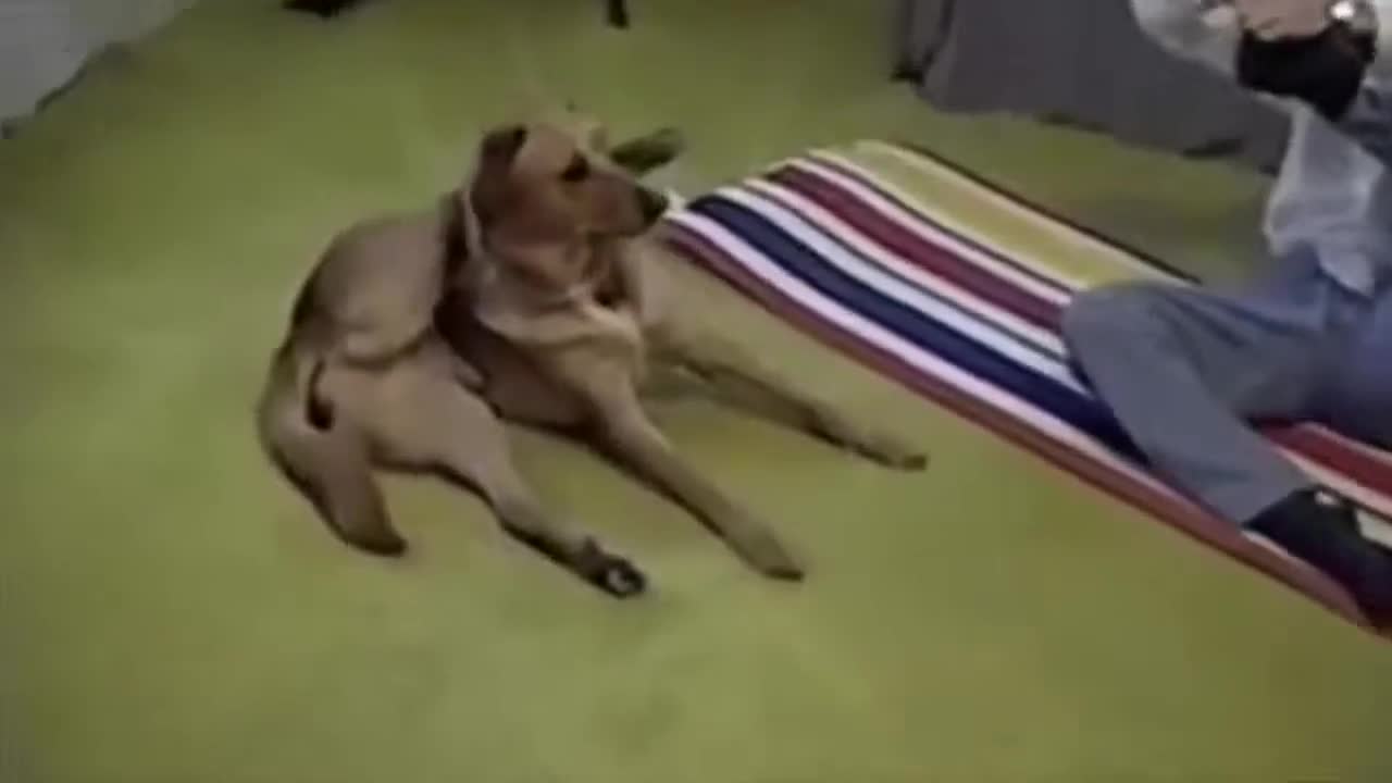 Funny dog doing yoga