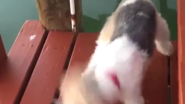 DOG TAKES ON A CHALLENGE