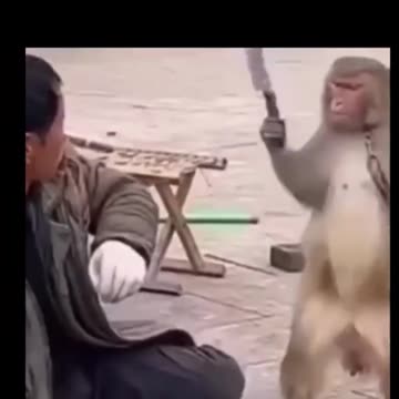 Why does a monkey have a cleaver? WTH