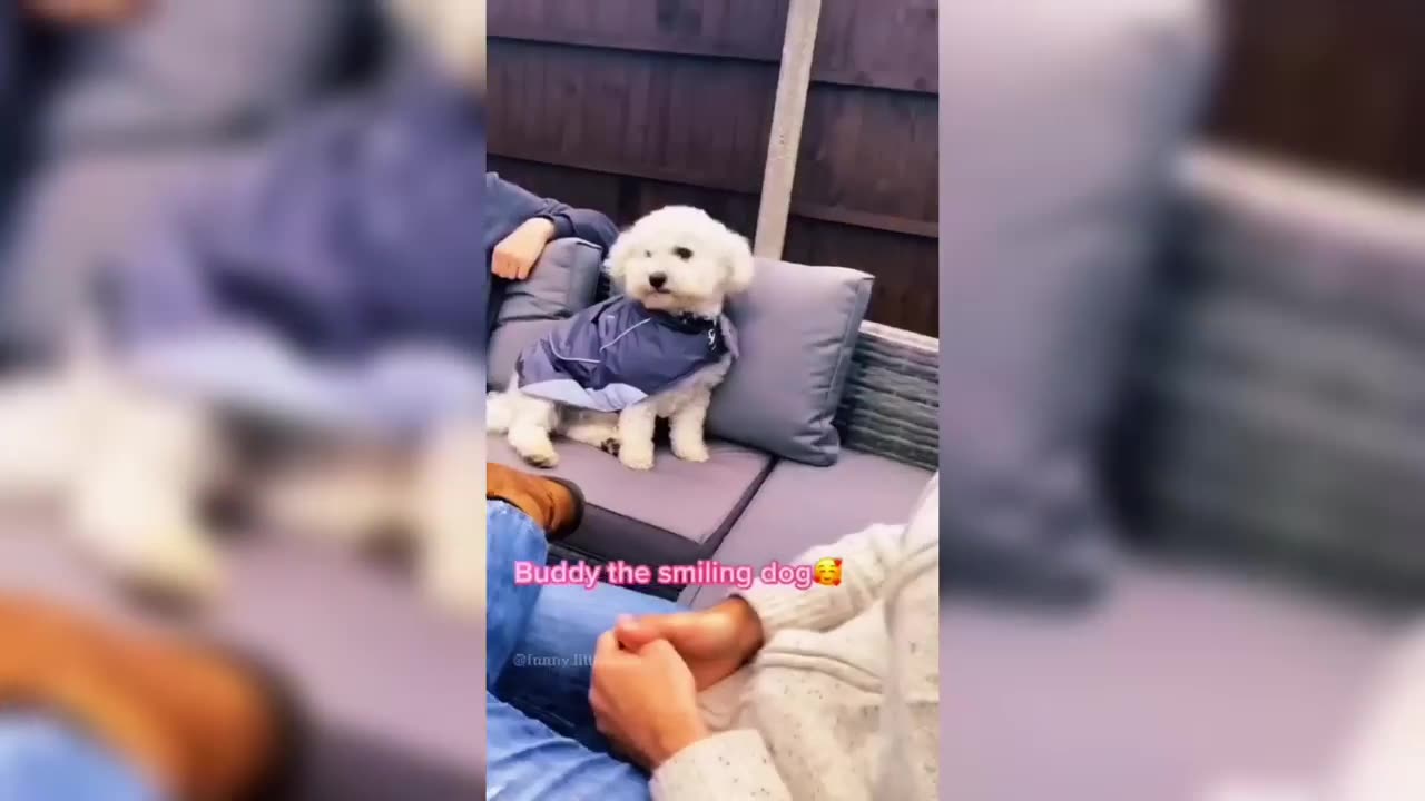 Funny Dog