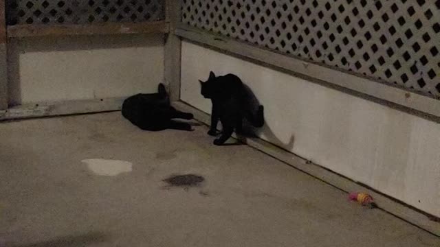 Ruff housing on porch