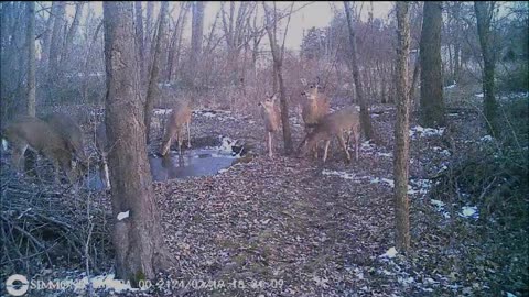 Backyard Trail Cams - 7 Deer at Pond