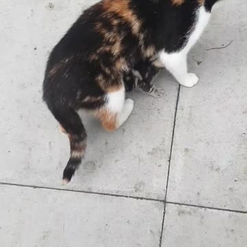 Cat playing with kitten sooo precious 😍😻