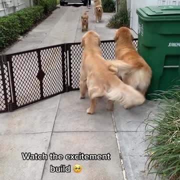 Golden Retriver Happiness is when our besties come over