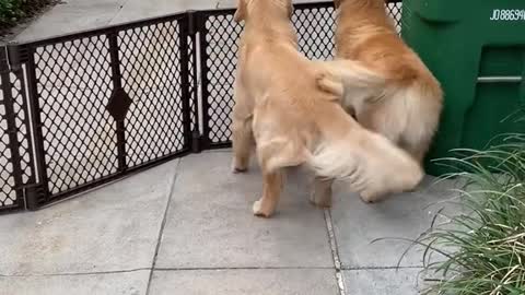 Golden Retriver Happiness is when our besties come over
