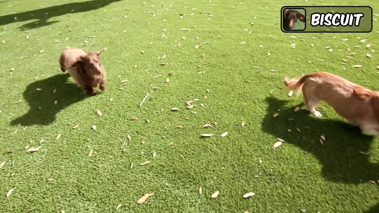 I Saved 100 Dogs From Dying