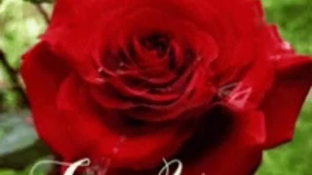 For you read rose
