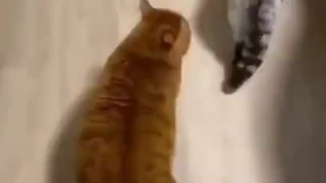 Cute cat😽😽😽