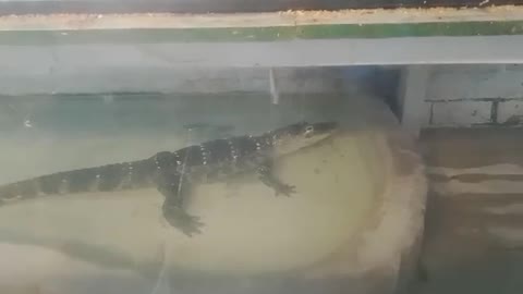 baby crocodile at local pet store