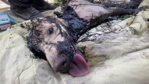 Heroic moment people rescue stray dog stuck in molten rubber