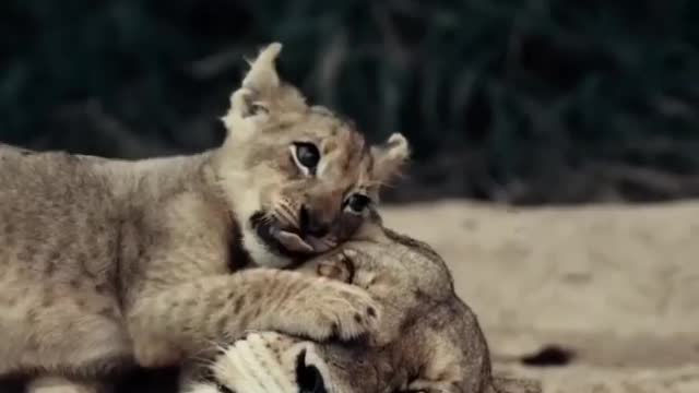 Lions video