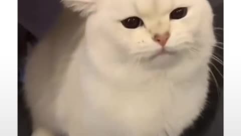 Cute cat