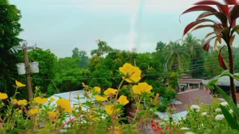 Nature with rain