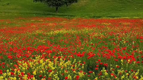 Carpet of Tulips