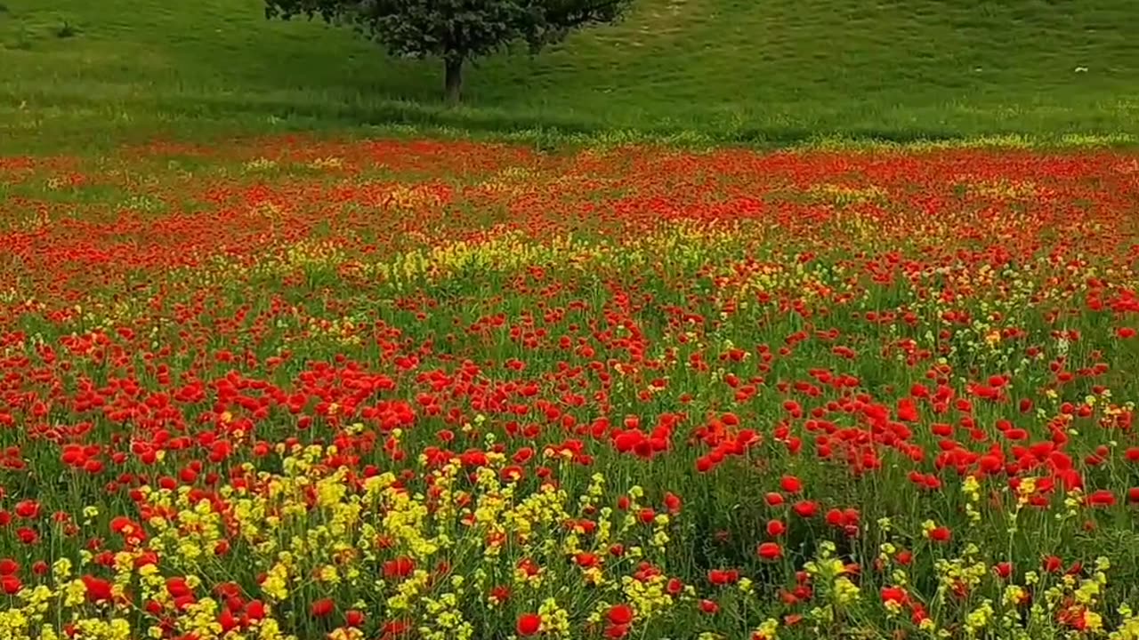 Carpet of Tulips