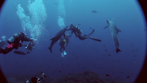 Wild Dolphins Play With Divers, Ask To Be Pet