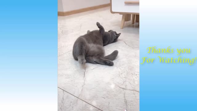 Compilation #6 Very Funny Animals and Insanely Cute Animals