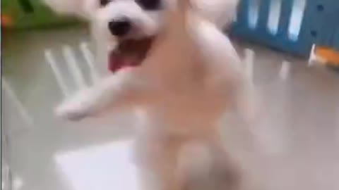 Dancing cute Puppy Dog LOL