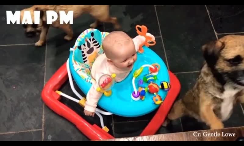 Baby WANTS to play with pupies but is held back(CUTE)
