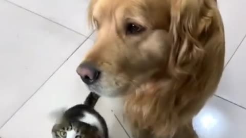 the dog drags the cat because cctv footage