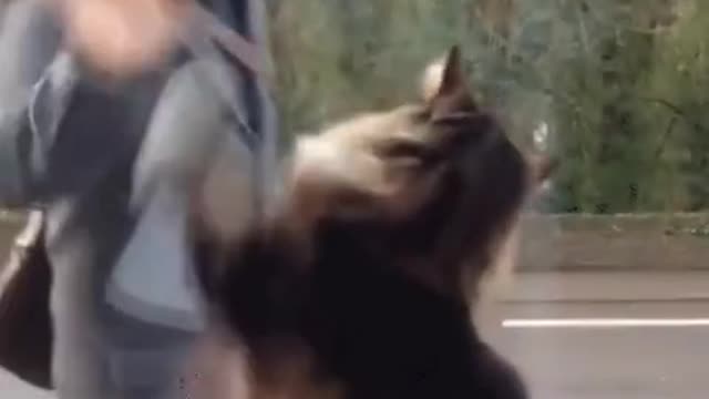 Funny animals