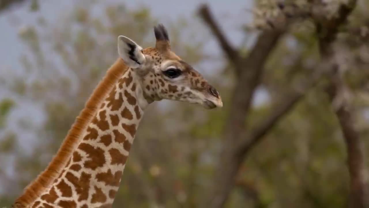 giraffe