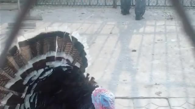 The Turkey