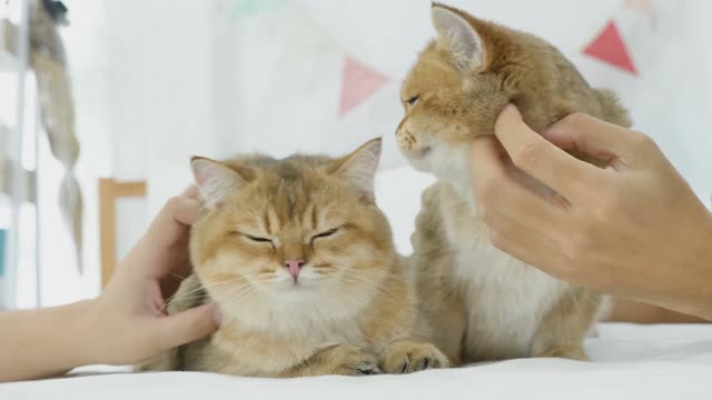 Couple whiskers cats pets