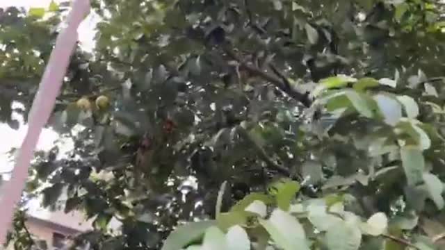 Colhedor de frutas manual