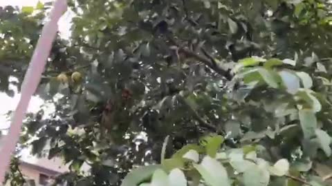 Colhedor de frutas manual