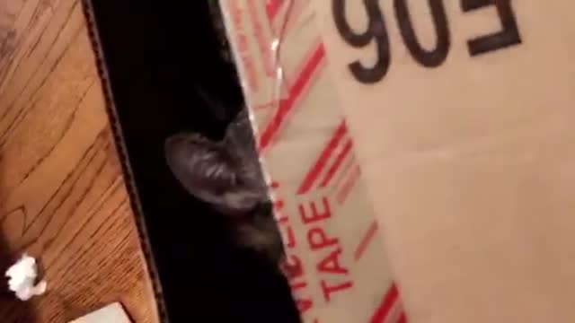 Gray cat grabbing owners finger
