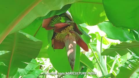 Banana field overview | Banana growing process | Agriculture India