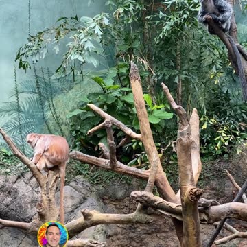 CAN YOU TELL ME WHAT KIND OF MONKEY THIS IS? #explore