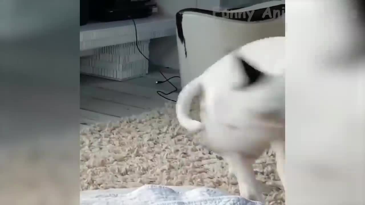 FUNNIEST DOG AND CAT VIDEO EVER !!!!!!