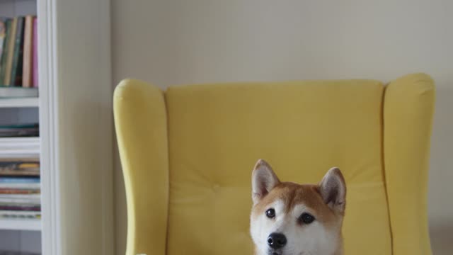 Shiba Inu dog is not happy with his master