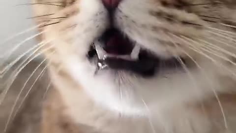 Kitten Meowing to attract other cats