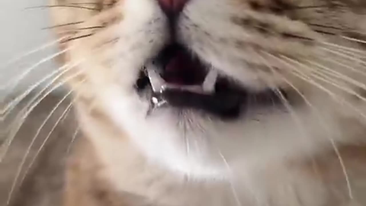 Kitten Meowing to attract other cats