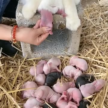 cute baby & cute rabbits 🥰🐥🐈 _ birth cute rabbits baby #rabbit