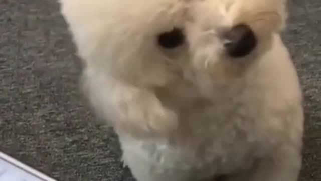 Cute puppy 🐶🤣 funny reaction