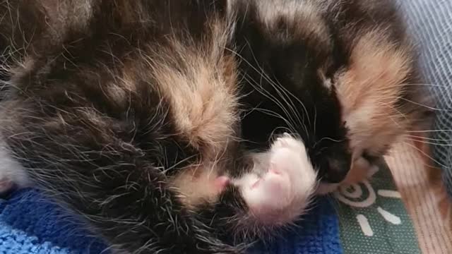 A cat who wants to wash his face by himself